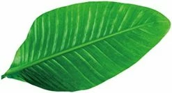 A.B Crew Personalized Leaf Shaped Flannel Blanket Office Nap Blanket(Phrynium Leaf) 9 A.B Crew Personalized Leaf Shaped Flannel Blanket Office Nap Blanket(Phrynium Leaf) -Electric Blankets Sales 2022 410nn9dXZxL. AC