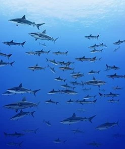 OSHWOW Shark Blanket Shark Gifts For Shark Lovers Shark Decor For Boys Room Shark Fleece Blanket Shark Blanket Adult Large 50" X 60" Shark Pillows Shark Week 13 OSHWOW Shark Blanket Shark Gifts For Shark Lovers Shark Decor For Boys Room Shark Fleece Blanket Shark Blanket Adult Large 50" X 60" Shark Pillows Shark Week -Electric Blankets Sales 2022 4135qq1nOeL