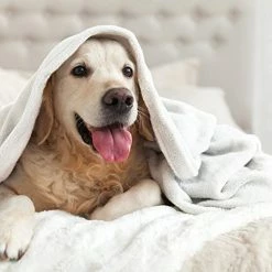 Vellux WestPoint Home Fleece Blanket, Winter White, Twin -Electric Blankets Sales 2022 41FdAU9n2XL 1