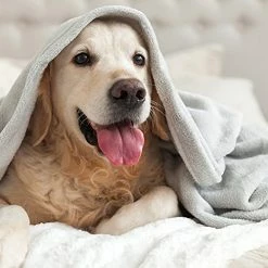 PLUSH BLANKET BY VELLUX - Full/Queen, Heavyweight, Micromink, Warmest, Bedspread, Pet-Friendly, Bed, Bedspread, Winter - Sage Gray -Electric Blankets Sales 2022 51NZecEgroS