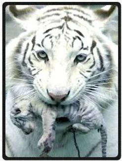 HommomH 60" X 80"Soft Blanket Air Conditioning White Tigers Blue Super Soft Multi 17 21 HommomH 60" X 80"Soft Blanket Air Conditioning White Tigers Blue Super Soft Multi 17 -Electric Blankets Sales 2022 51XdtkQecbL. AC