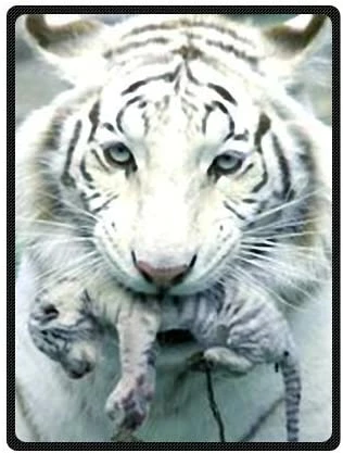 HommomH 60" X 80"Soft Blanket Air Conditioning White Tigers Blue Super Soft Multi 17 7 HommomH 60" X 80"Soft Blanket Air Conditioning White Tigers Blue Super Soft Multi 17 - Image 5